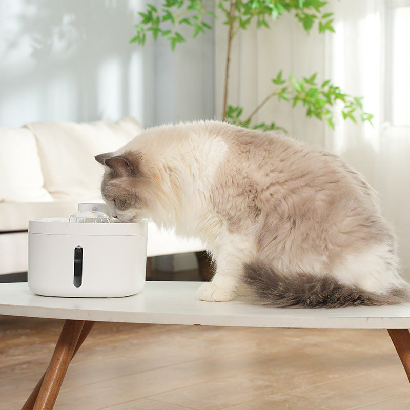 Smart Stainless Steel Pet Water Fountain | Paw Central